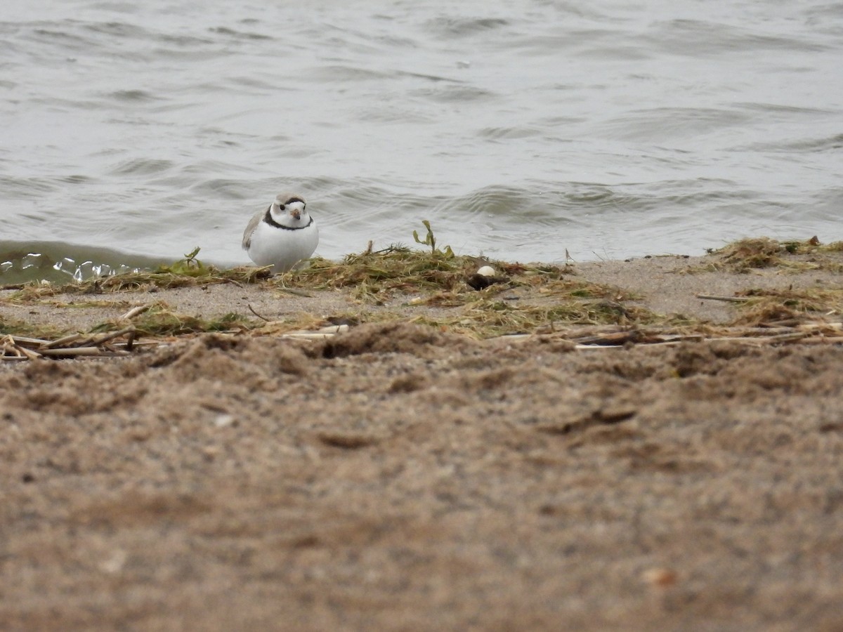 Piping Plover - ML618192199
