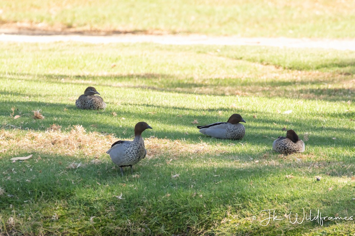 Maned Duck - ML618192201