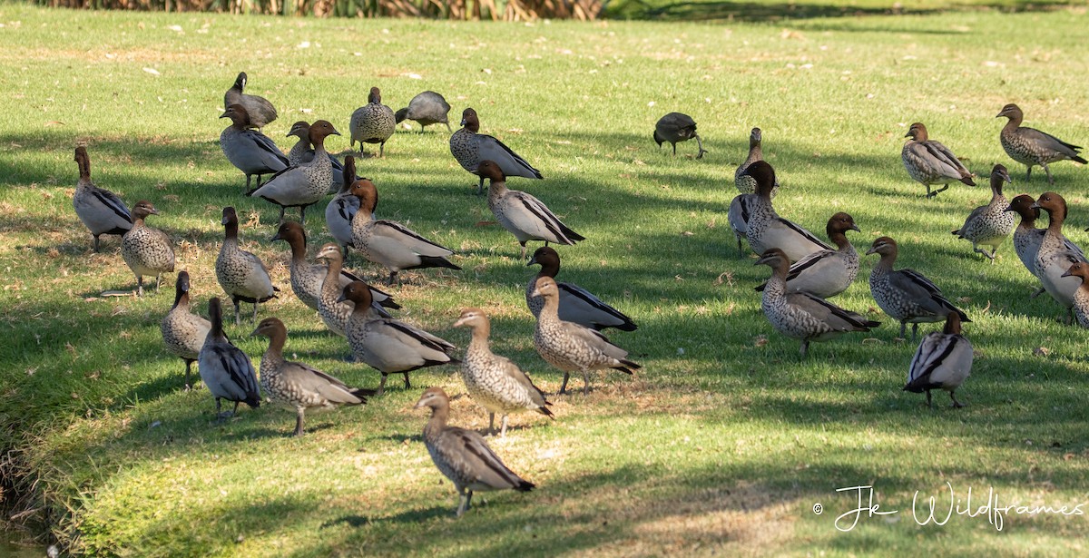 Canard à crinière - ML618192207