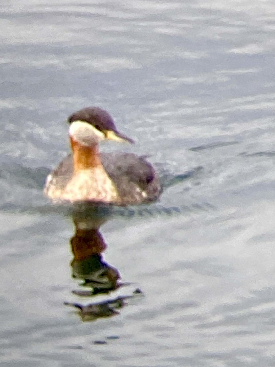 Red-necked Grebe - ML618192213