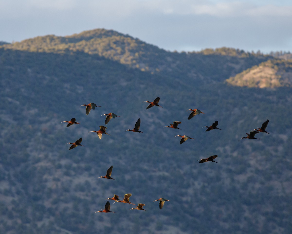 White-faced Ibis - Eric Spink