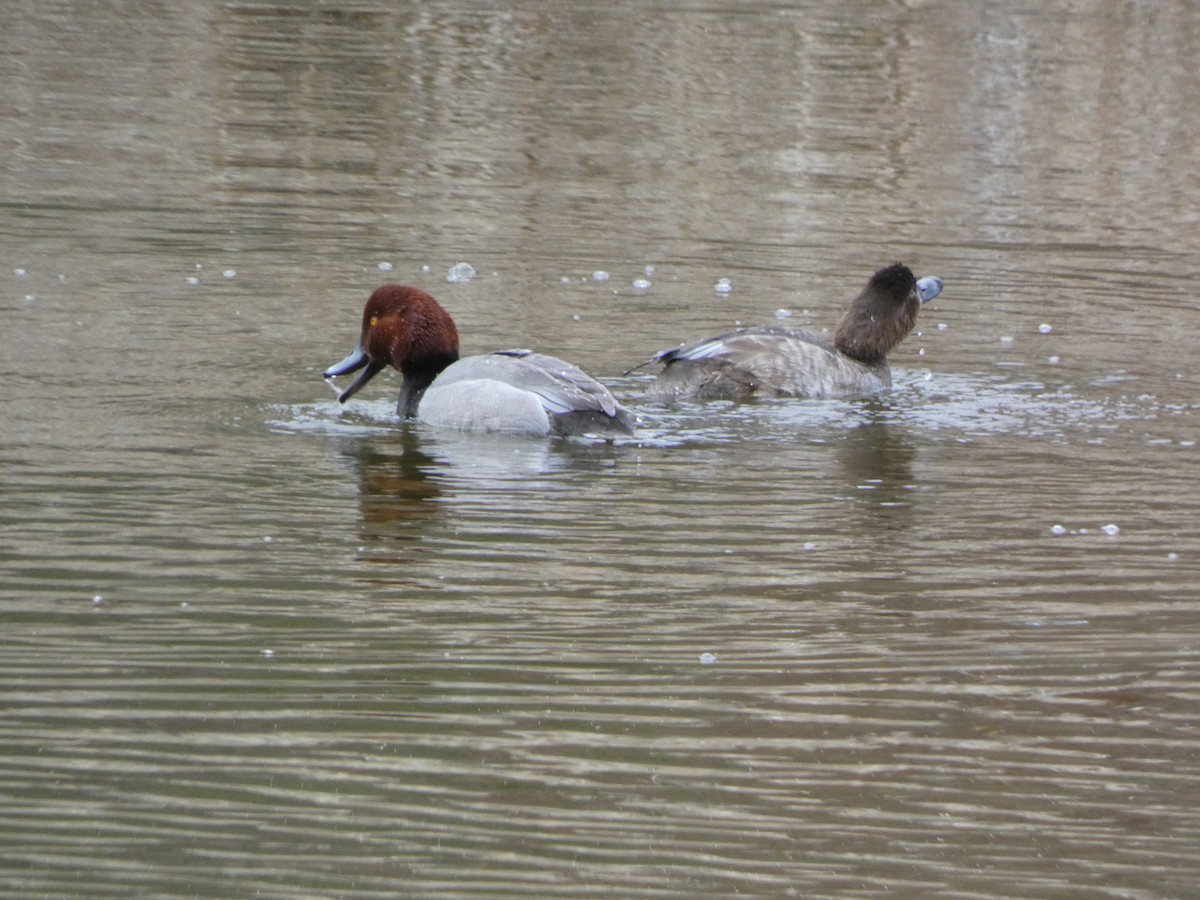 Redhead - ML618192319