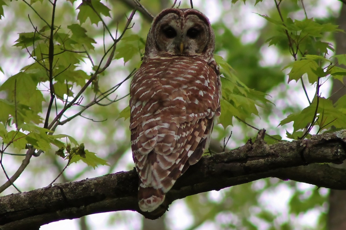 Barred Owl - Michael Mays