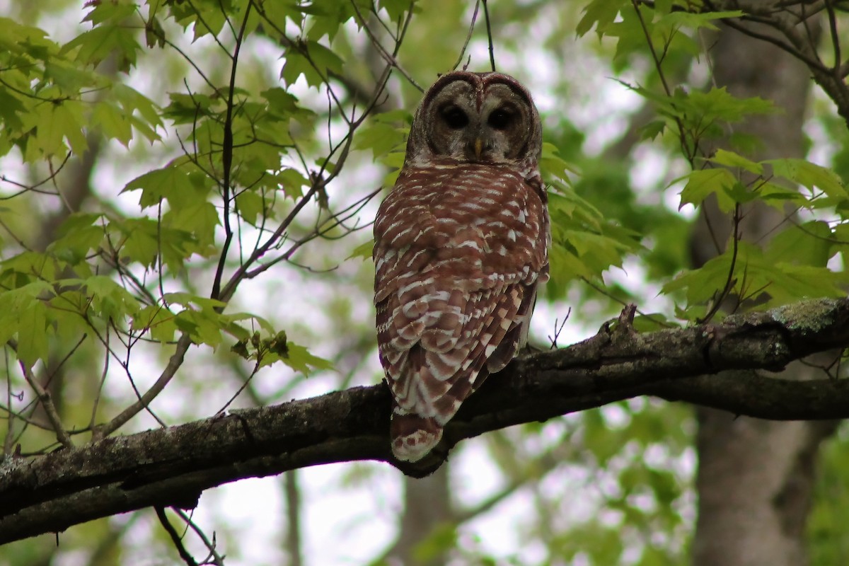 Barred Owl - Michael Mays