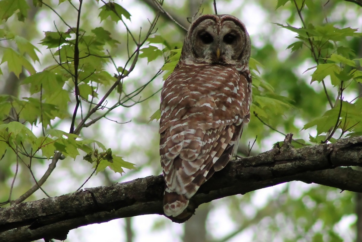 Barred Owl - Michael Mays