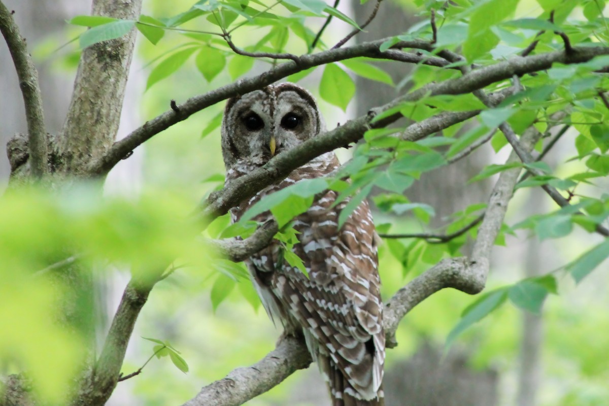 Barred Owl - Michael Mays