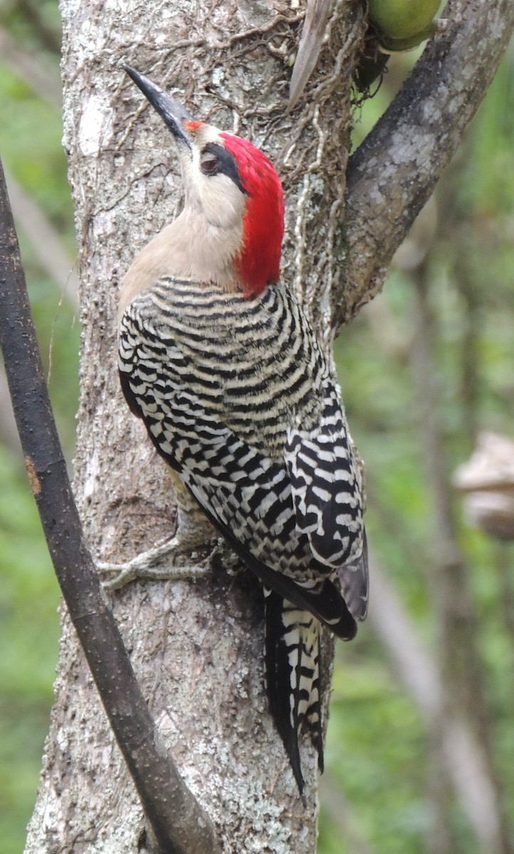 West Indian Woodpecker - Peter Bono