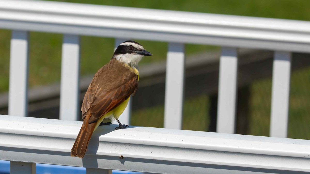 Great Kiskadee - ML618192394