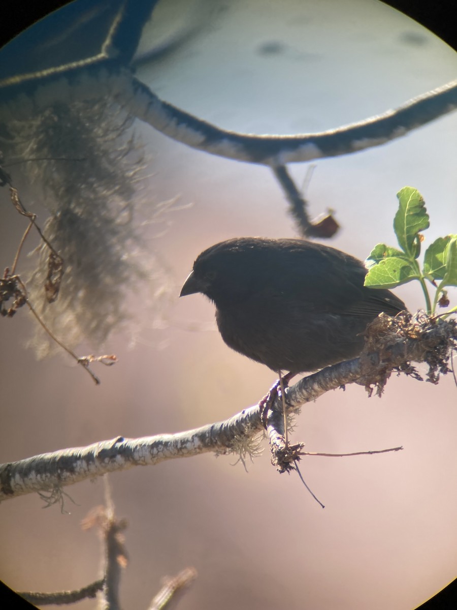 Small Ground-Finch - E.G. Horvath