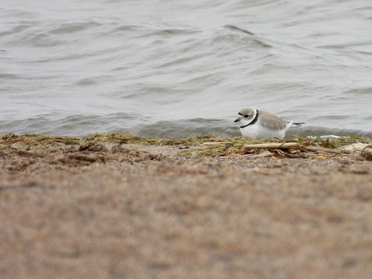 Piping Plover - ML618192409