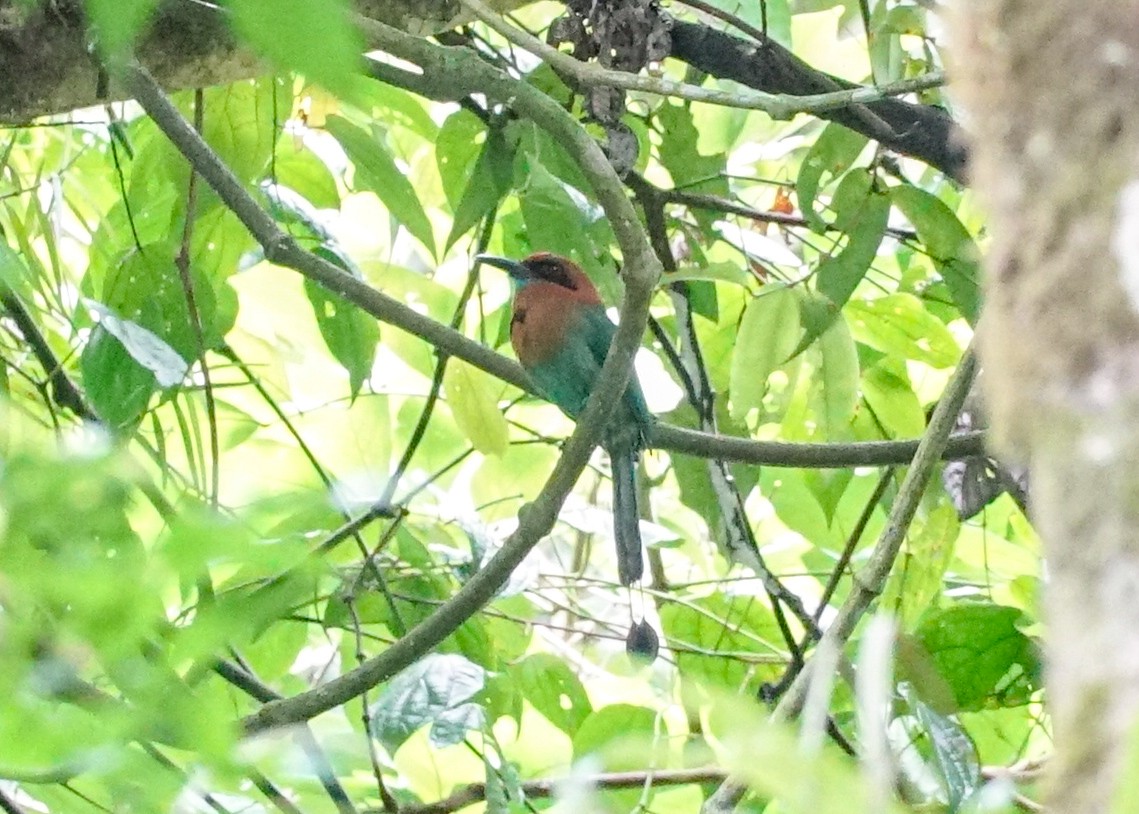 Broad-billed Motmot - Shawn Pfautsch