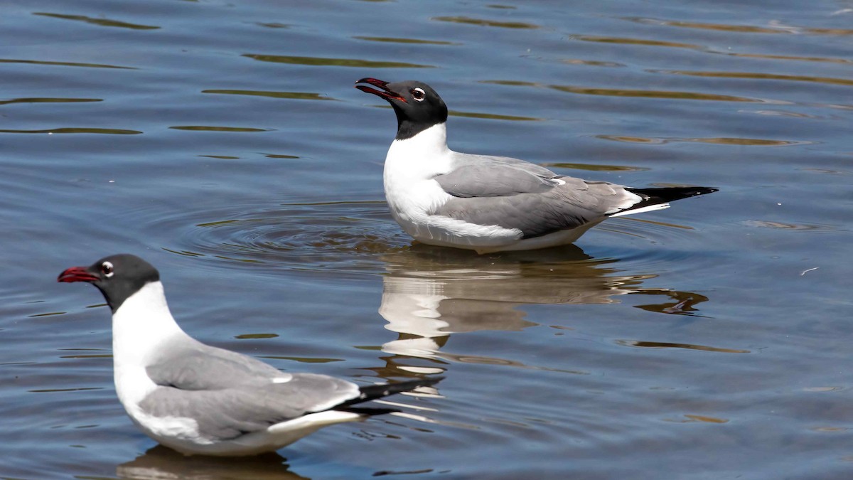 Mouette atricille - ML618192427