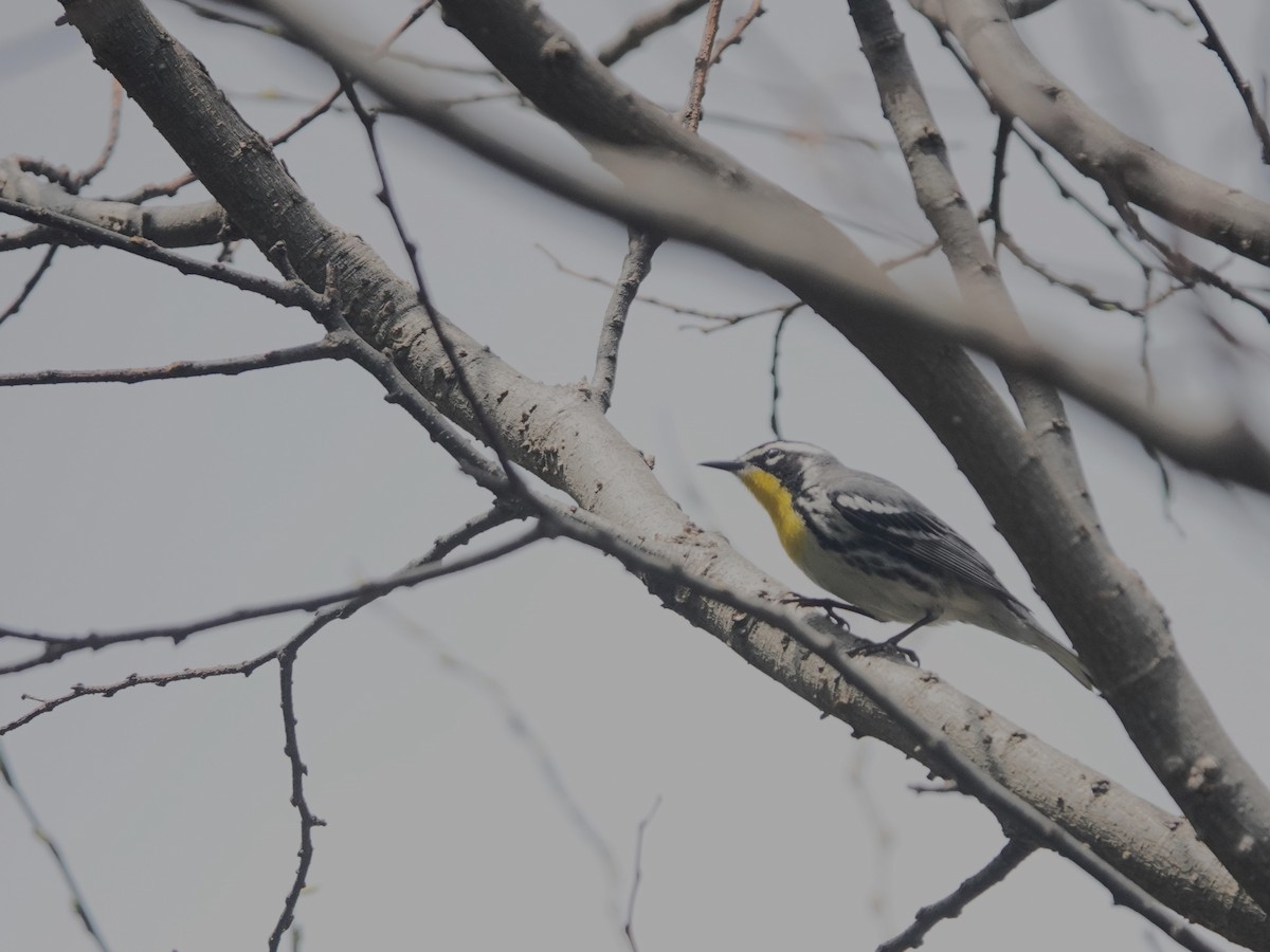 Yellow-throated Warbler - Andre Vu