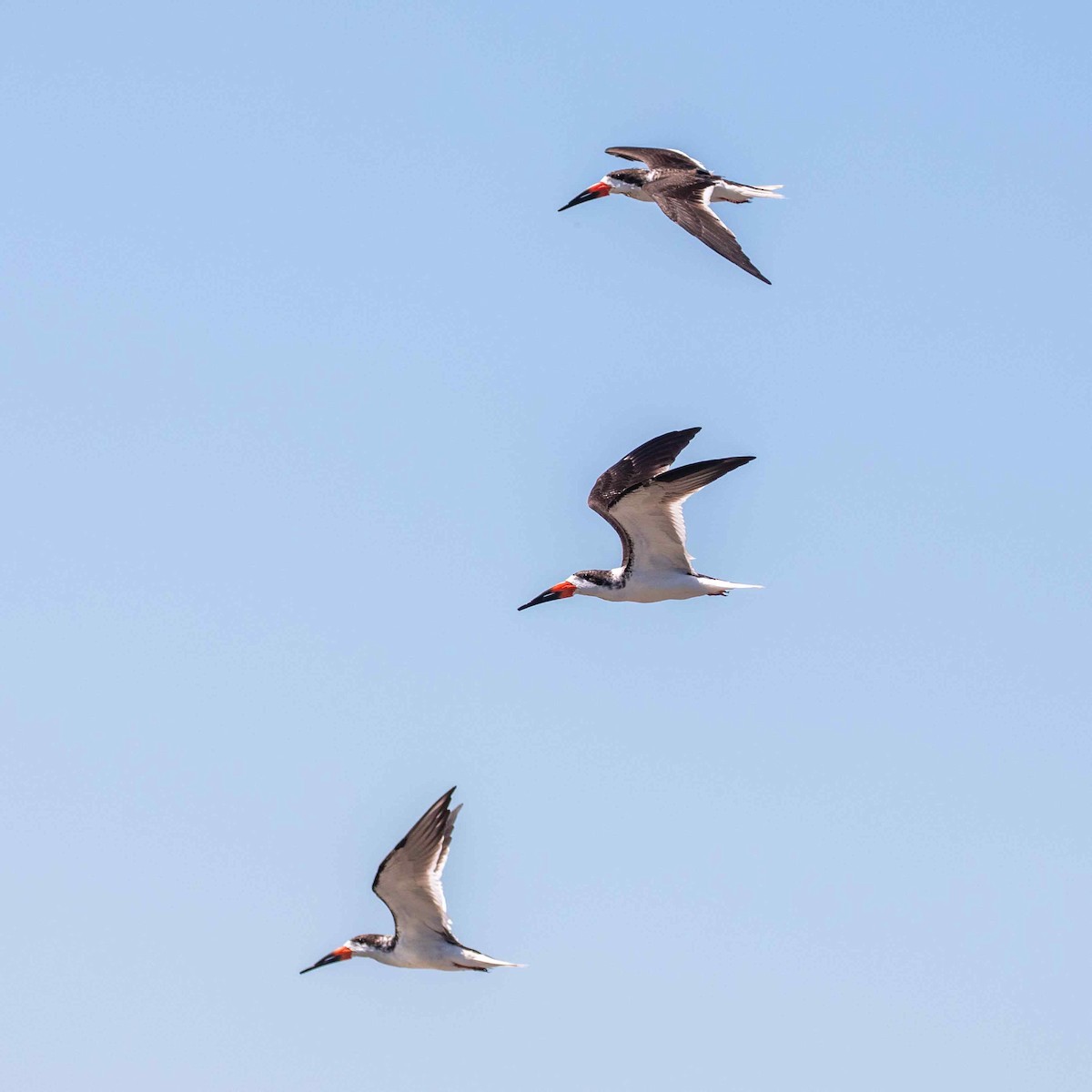 Black Skimmer - ML618192437