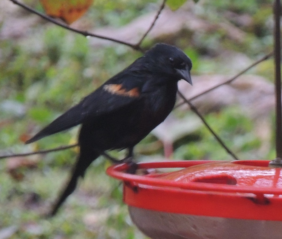 Tawny-shouldered Blackbird - Peter Bono