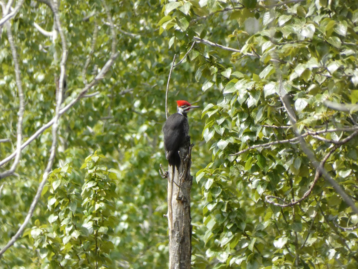 Pileated Woodpecker - ML618192455
