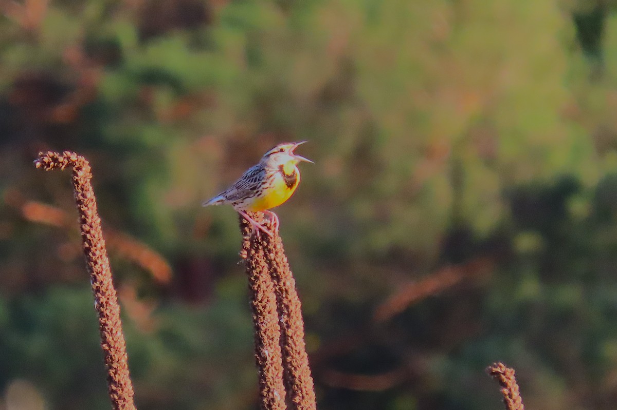 Eastern Meadowlark - ML618192462