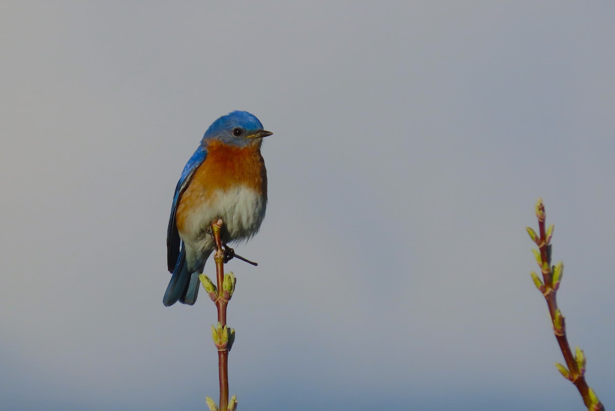 Eastern Bluebird - Samuel Lau