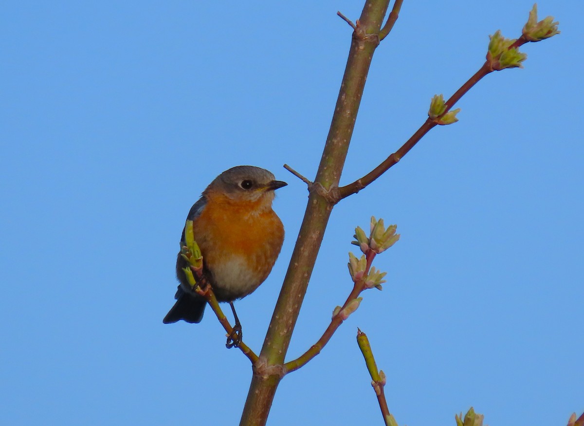 Eastern Bluebird - Samuel Lau