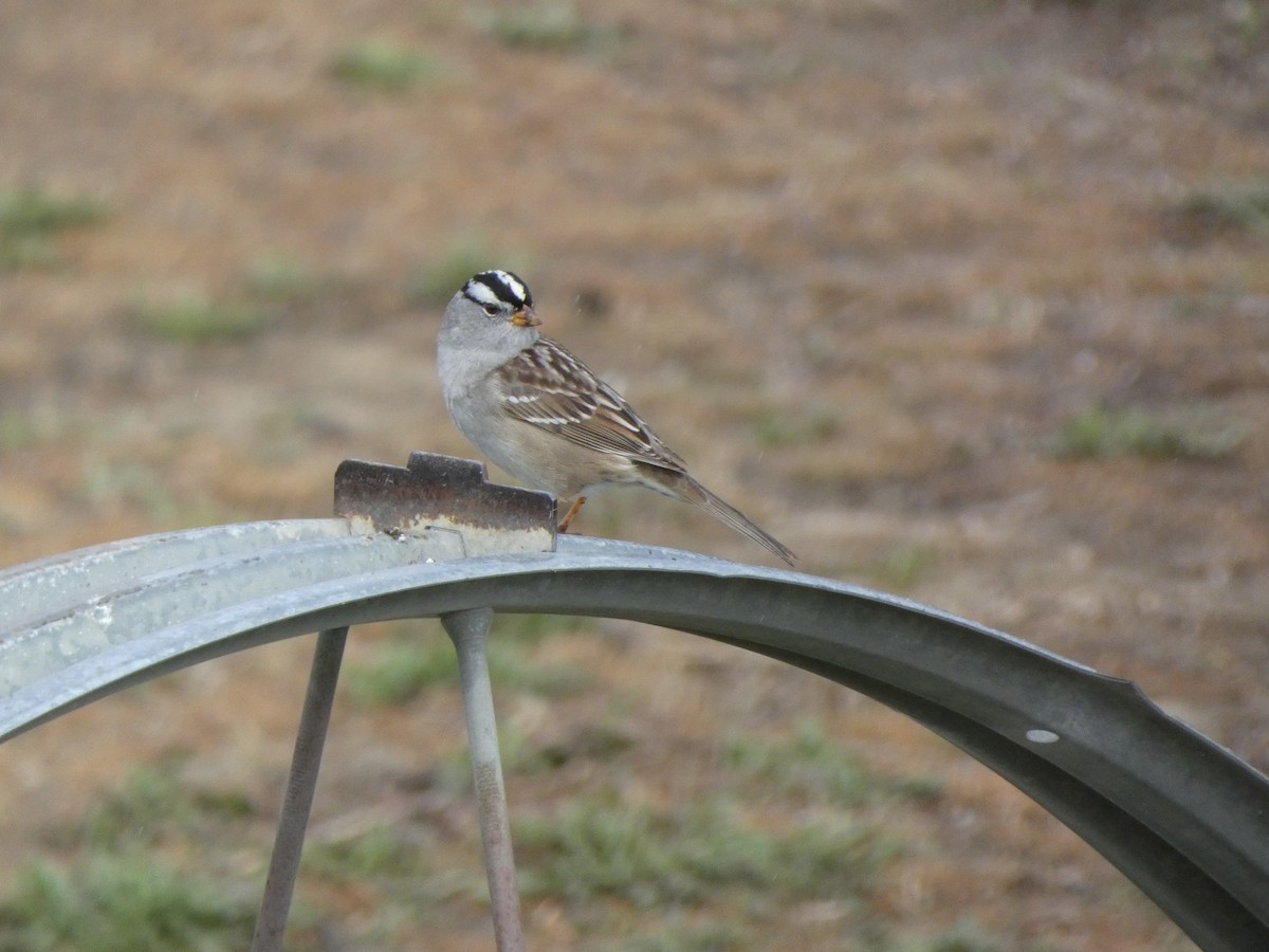 White-crowned Sparrow - ML618192504
