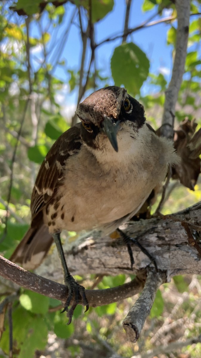 Galapagos Mockingbird - E.G. Horvath
