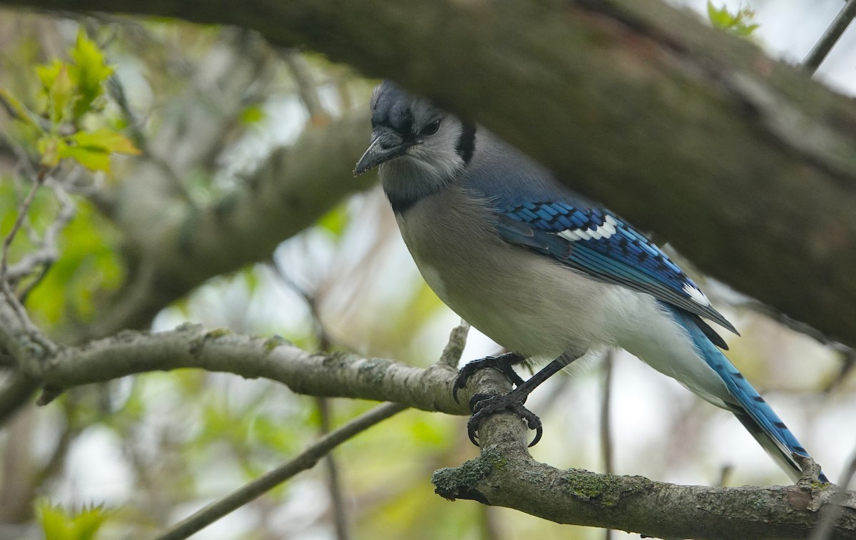 Blue Jay - ML618192560