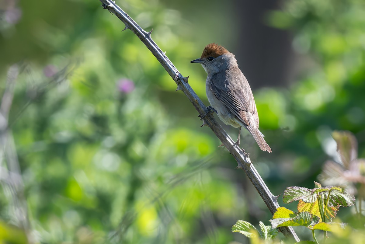 Eurasian Blackcap - Mitchell Goldfarb