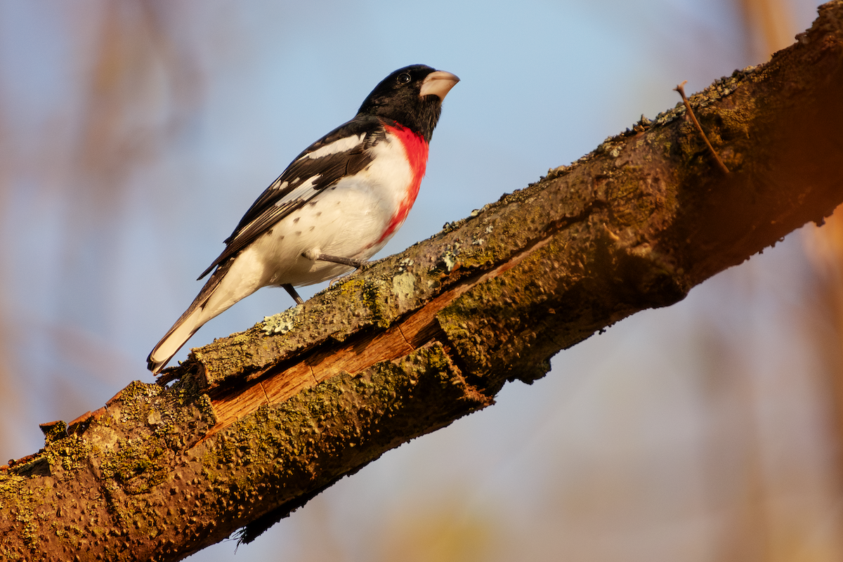 Rose-breasted Grosbeak - ML618192566