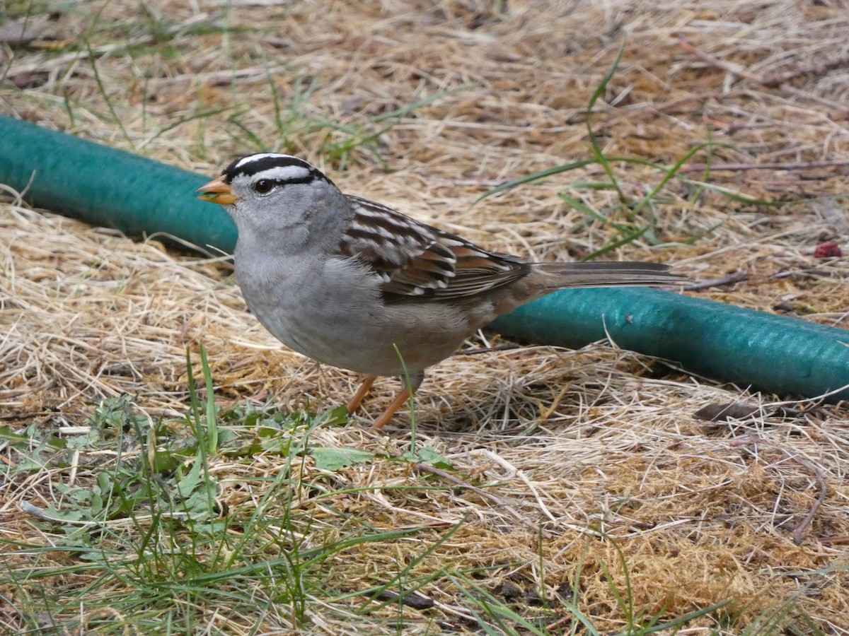 White-crowned Sparrow - ML618192570