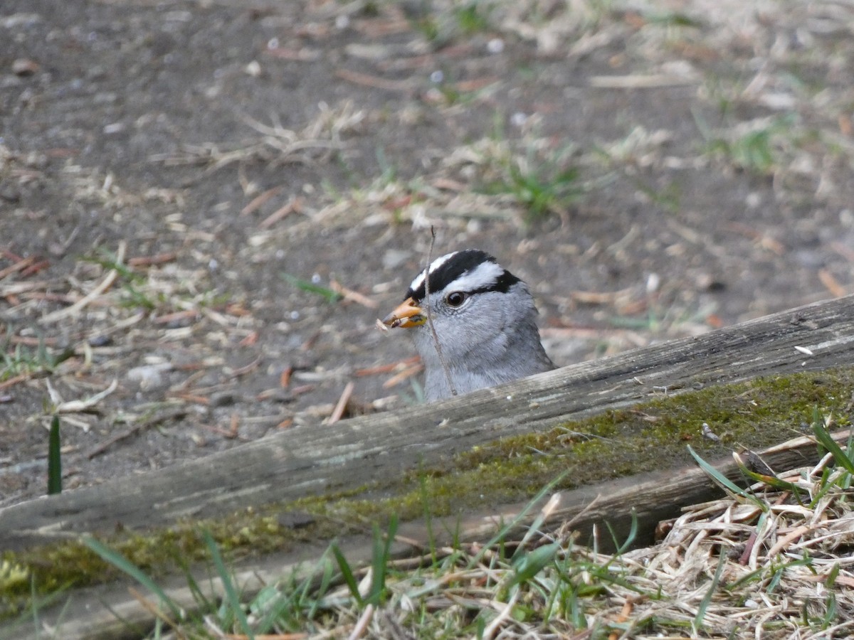 White-crowned Sparrow - ML618192571