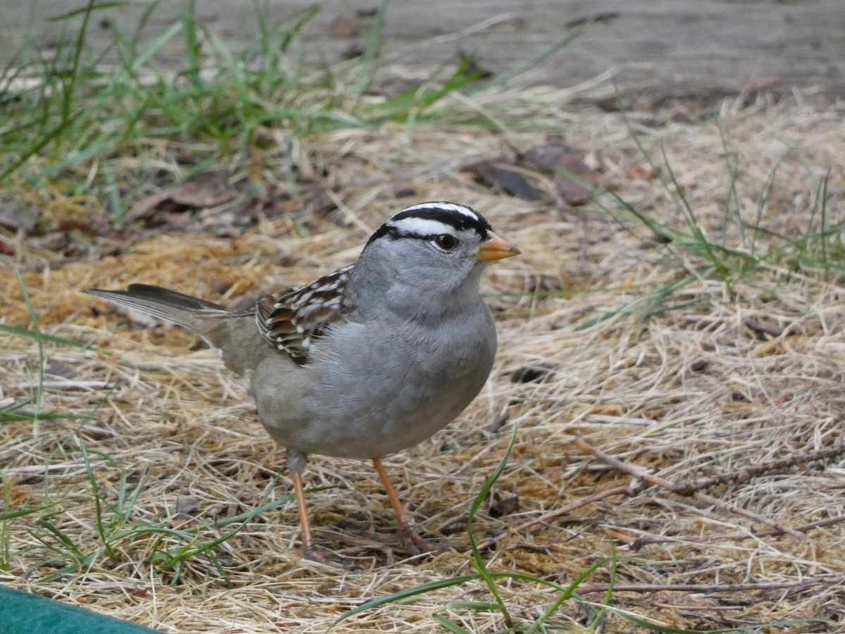 White-crowned Sparrow - ML618192572
