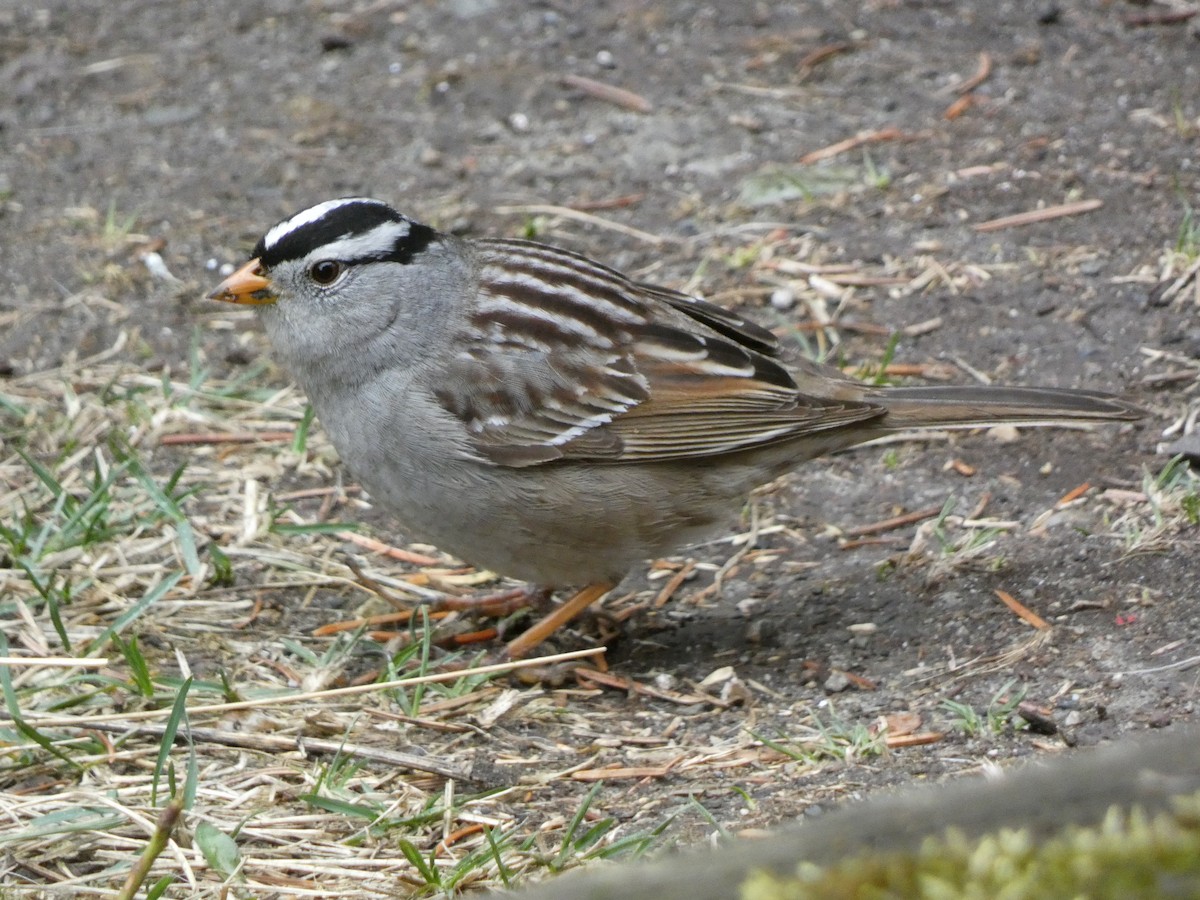 White-crowned Sparrow - ML618192573