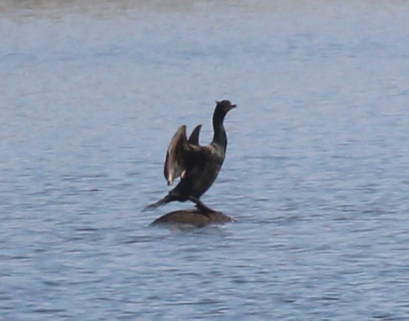 Double-crested Cormorant - Theresa Gessing