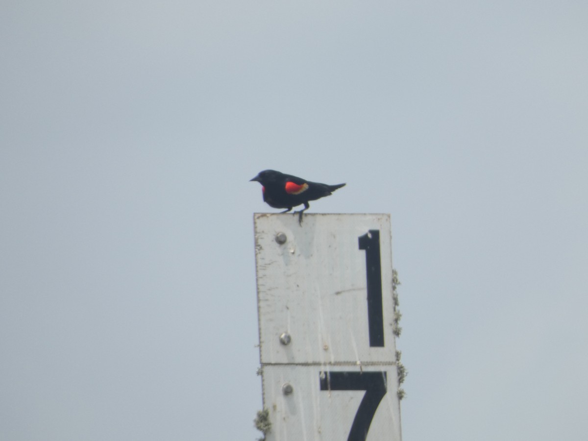 Red-winged Blackbird - ML618192588