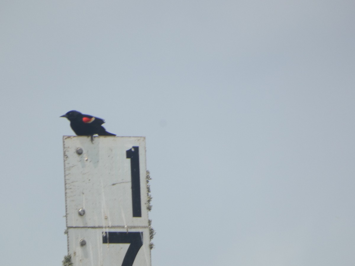 Red-winged Blackbird - ML618192591