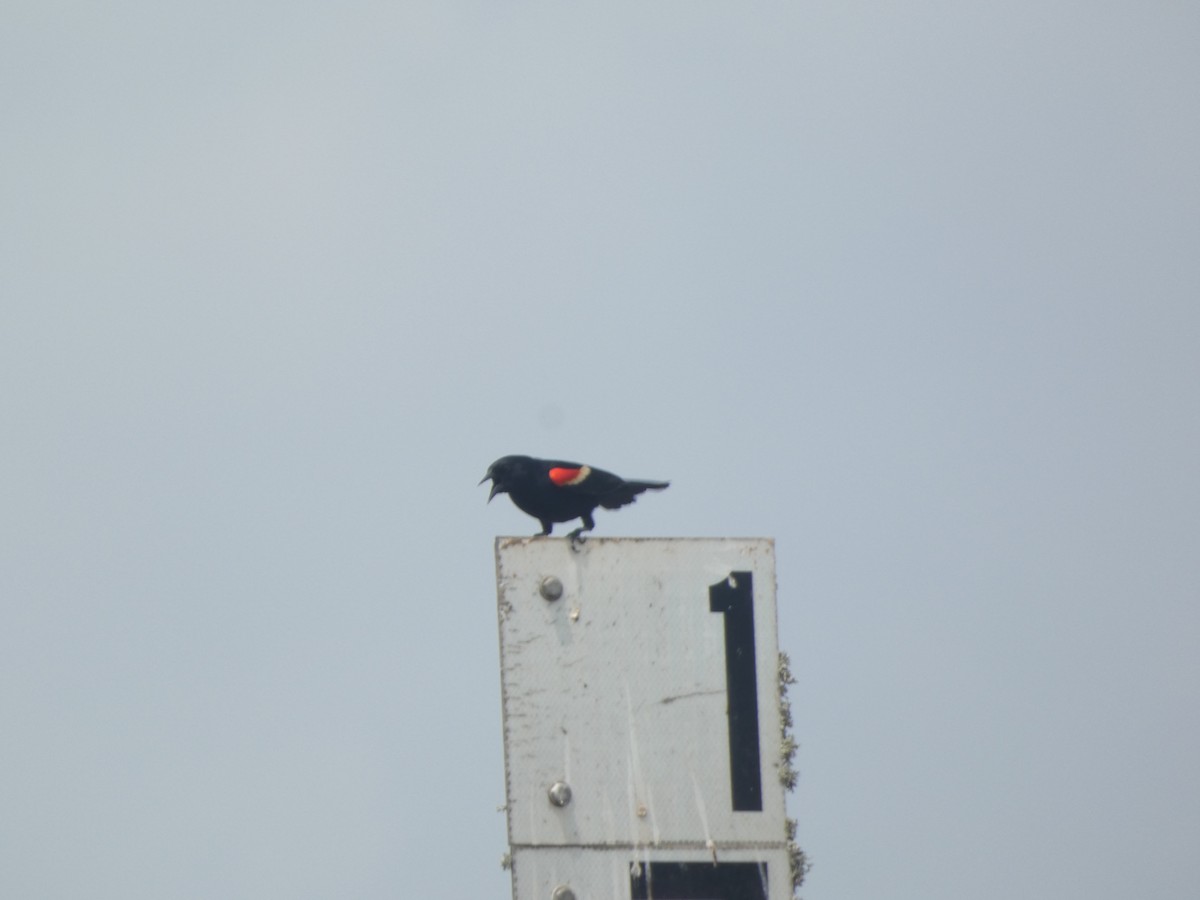 Red-winged Blackbird - ML618192598