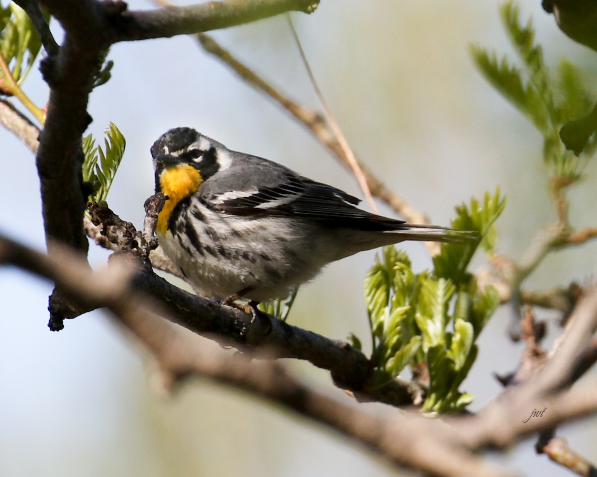 Yellow-throated Warbler - Janeal W. Thompson