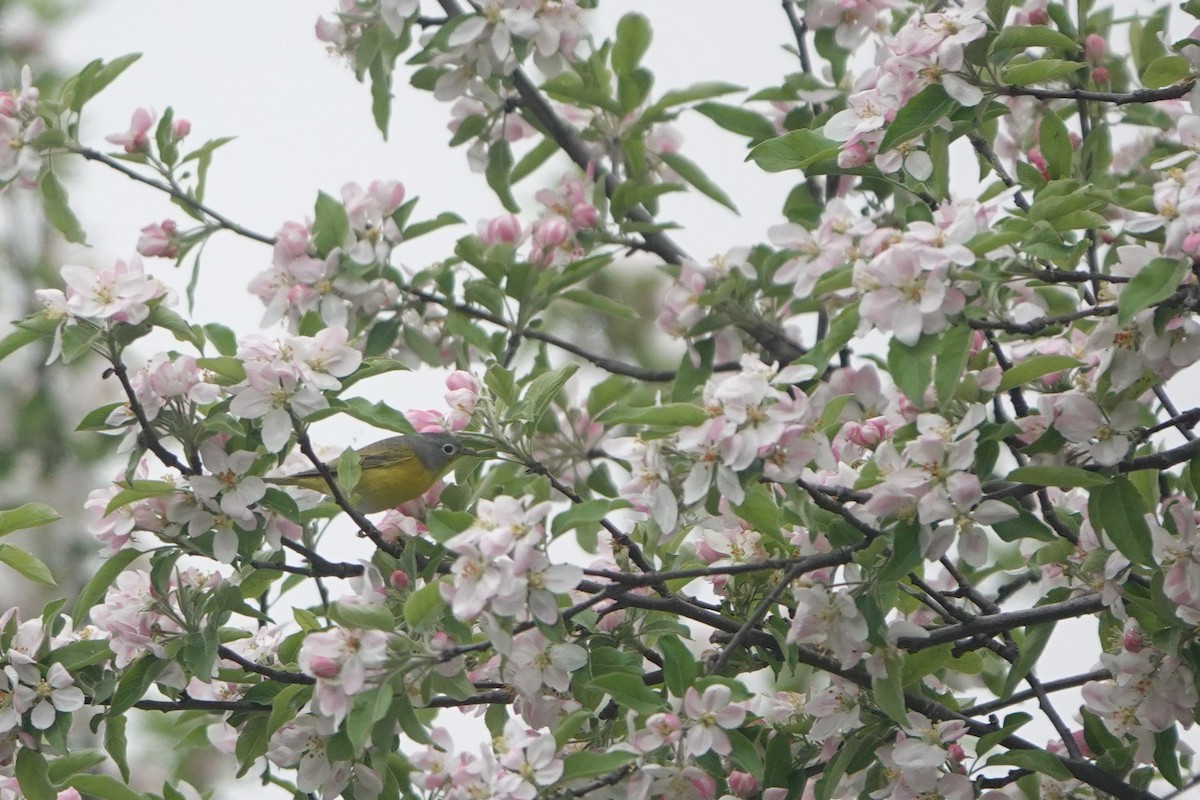 Nashville Warbler (ruficapilla) - ML618192619