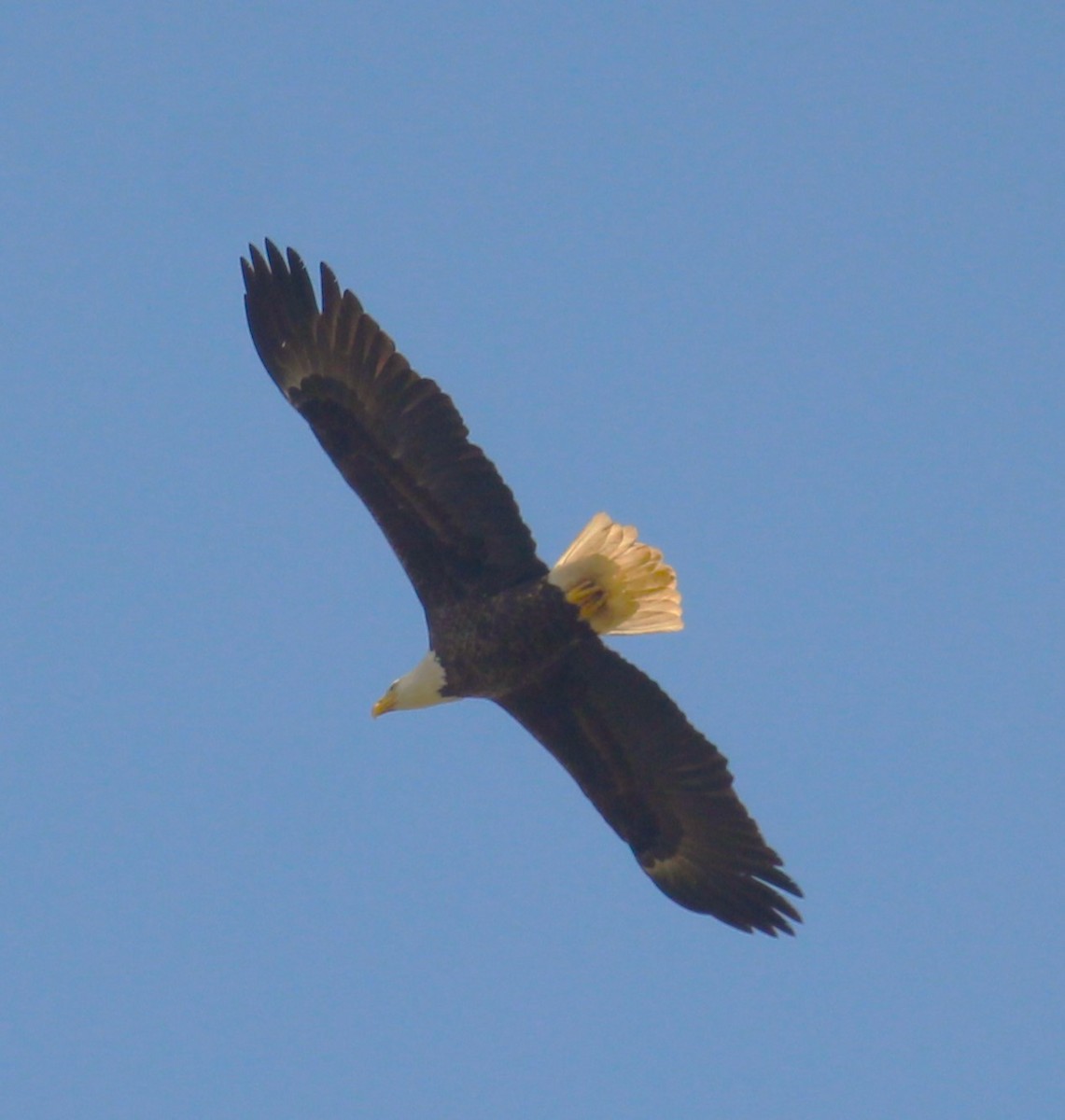 Weißkopf-Seeadler - ML618192624