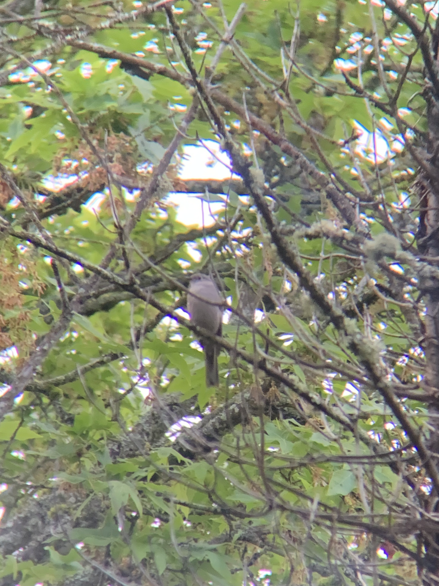 Townsend's Solitaire - William Hannon