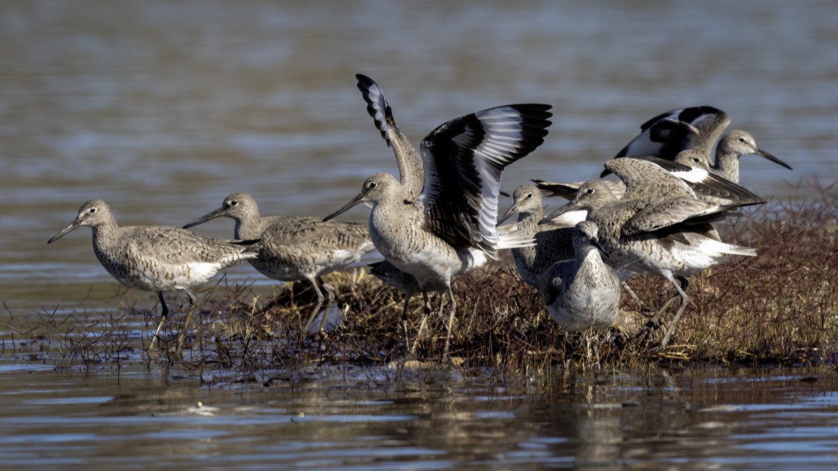 Willet - Eric Gofreed