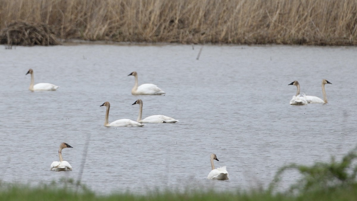 Trumpeter Swan - John Garrett