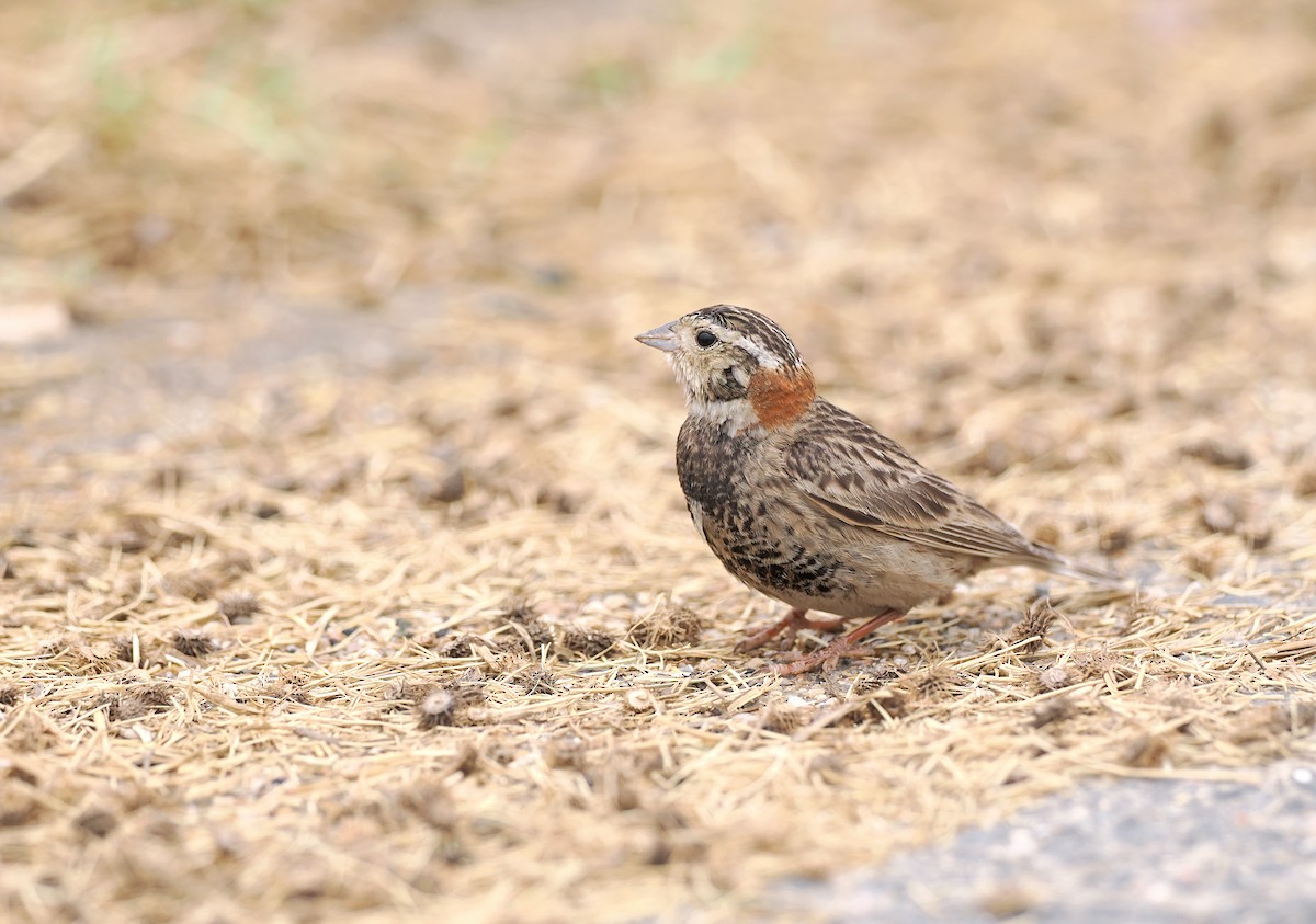 Chestnut-collared Longspur - Sam Woods