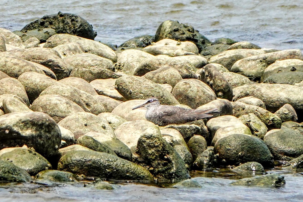 Gray-tailed Tattler - ML618192707