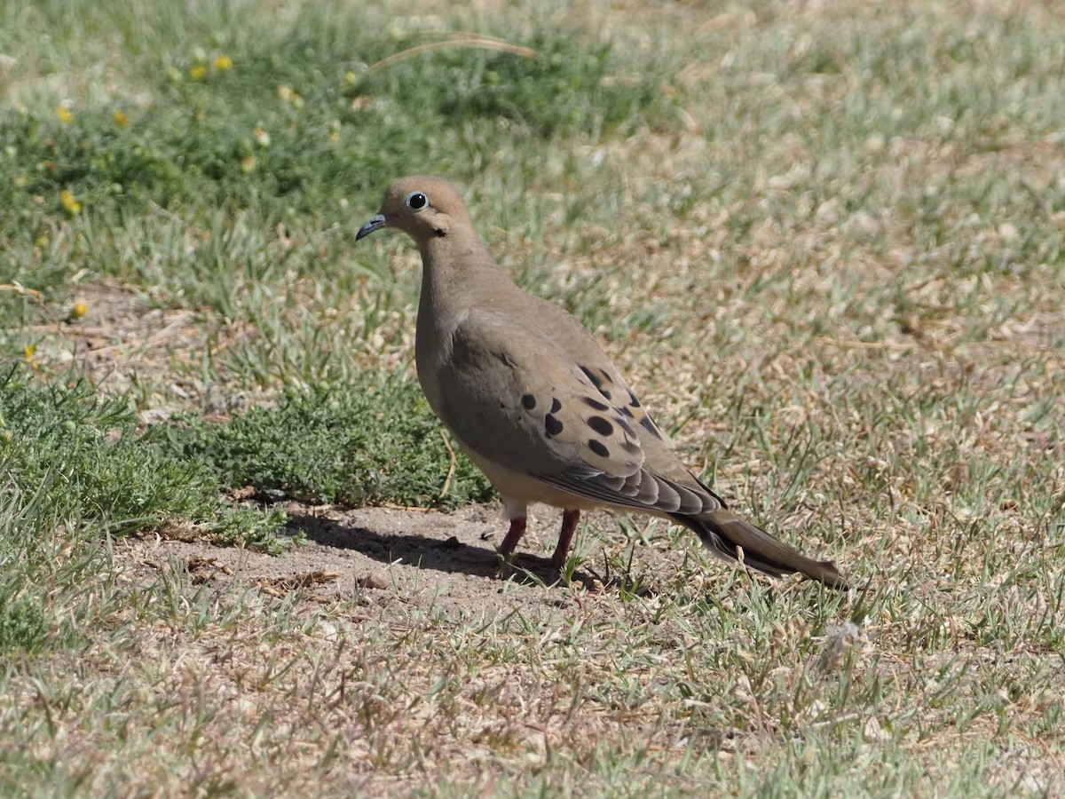 Mourning Dove - David Zook