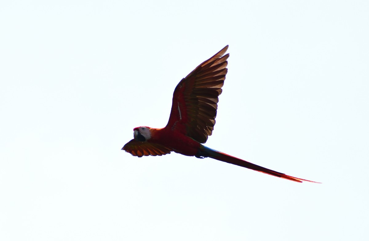 Scarlet Macaw - Ken Feng