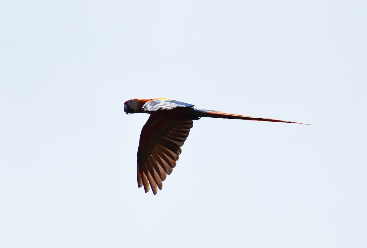 Scarlet Macaw - ML618192720