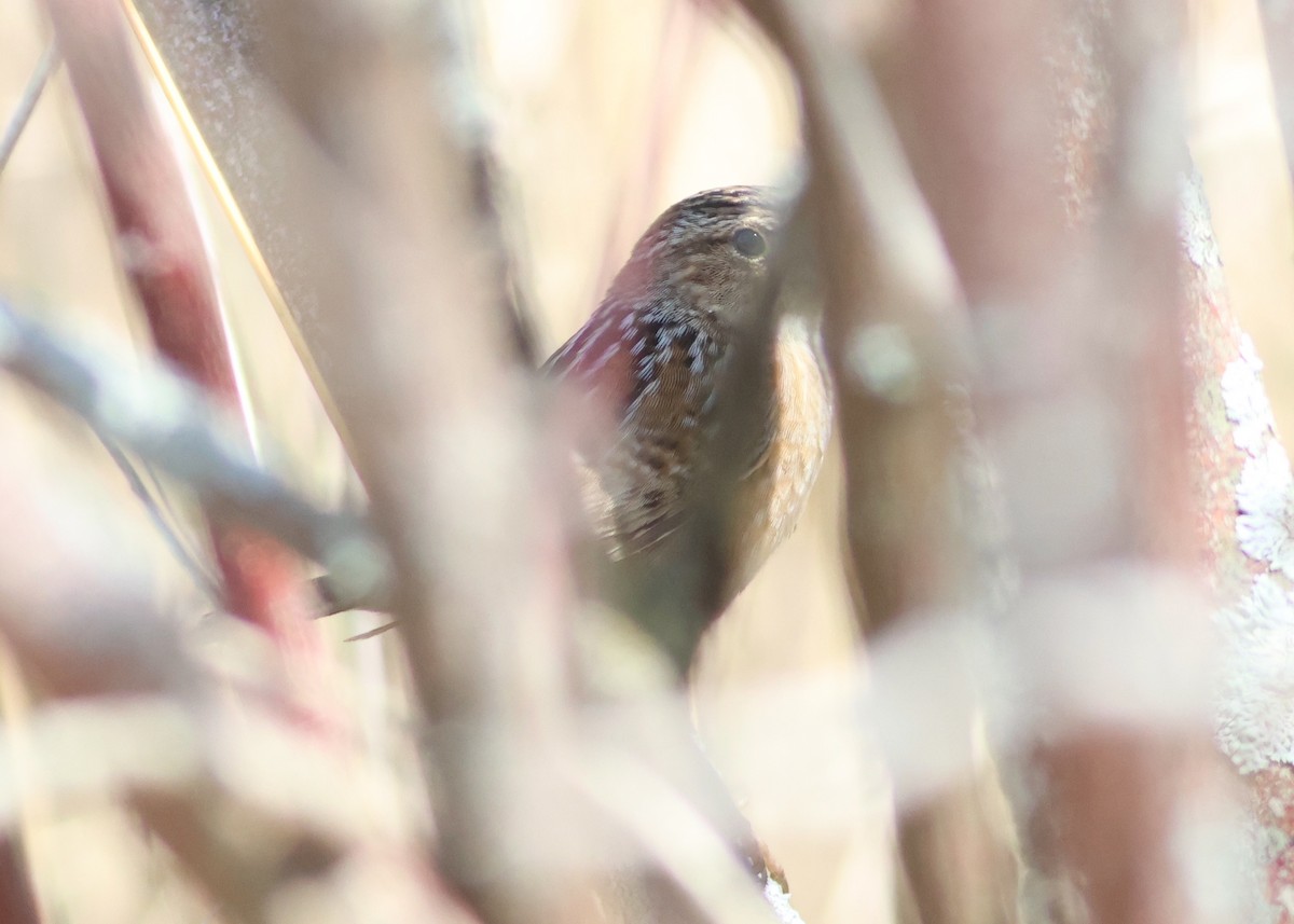 Sedge Wren - Jason Bojczyk