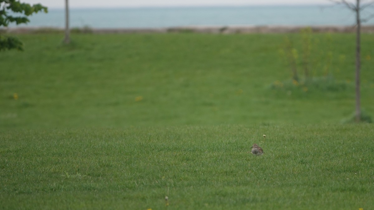 Pectoral Sandpiper - Andre Vu