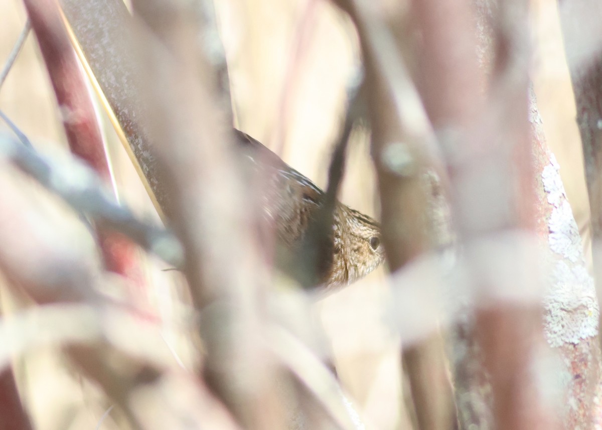 Sedge Wren - ML618192749